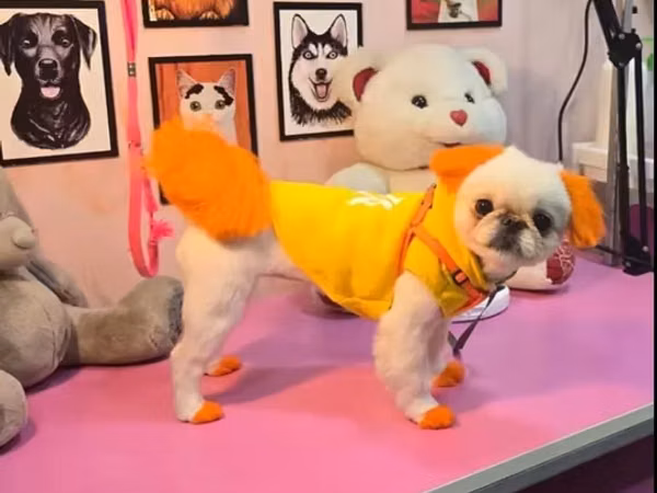 Disi pekines erkek actariilir cutlesmek ucun