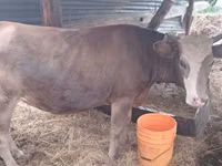 Krowa, Simmental cattle — zdjęcie 2