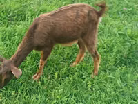 Ziege, Ziegen — Foto 7