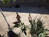 Ducks — foto 1