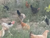 Chickens — foto 5