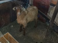 公山羊, Goats — 照片 2