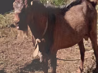 Kozy (partia, płeć nieokreślona), Beetal goats — zdjęcie 1