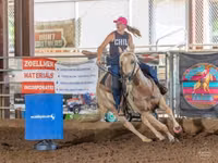 Cavalo, Quarter Horse — foto 3
