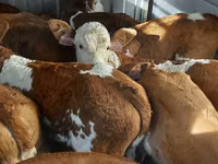 Býk, Simmental cattle — foto 7