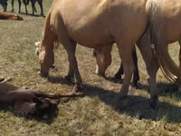 Jument, Kazakh horse — photo 3
