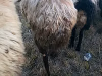 ஆண் ஆடு, Blackheaded Persian sheep — புகைப்படம் 5