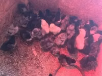 gallina danesa — foto 2
