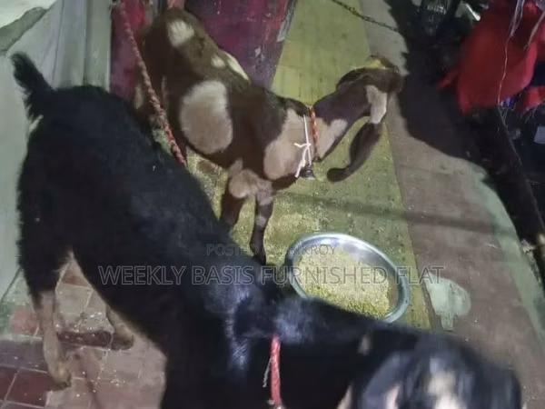 Kozy (partia, płeć nieokreślona), Black Bengal goats
