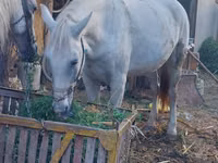 Égua, Cavalos — foto 5