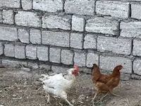 Chickens — foto 3