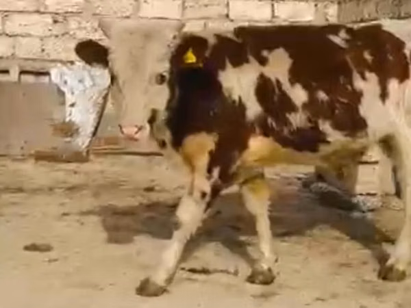 गाय, Latvian Blue cattle