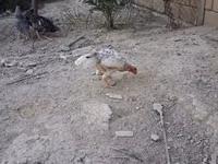 Guinea fowl — الصورة 6
