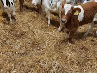 Skot (série, pohlaví neuvedeno), Simmental cattle — foto 2