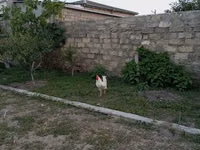 Chickens — 写真 7