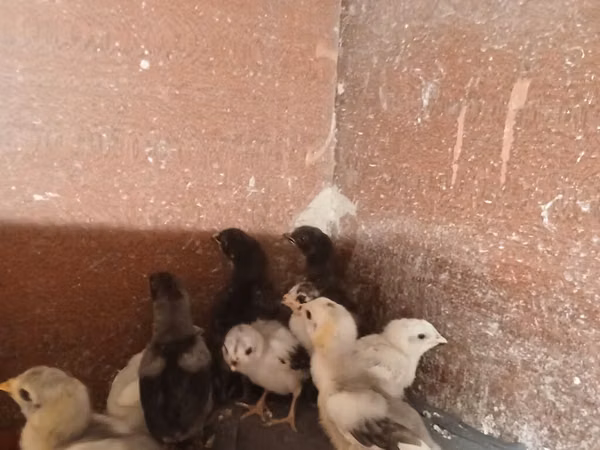 Chickens — அசர்பைஜான்