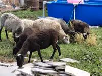 ცხვარი, Romanov sheep — ფოტო 5
