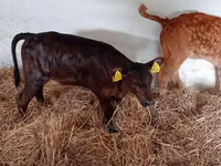 Bovins (lot, sexe non indiqué), Russian Black pied cattle — photo 4