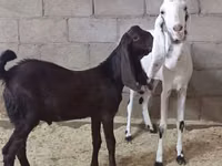 பெண் வெள்ளாடு, Kamori goats — புகைப்படம் 3