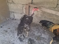Chickens — 写真 5