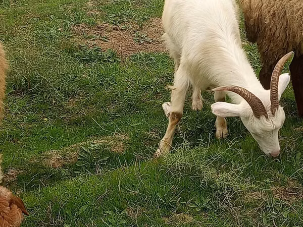 عنزة, Saanen goat