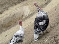 رويال بالم — الصورة 1