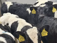Bydło (partia, płeć nieokreślona), Simmental cattle — zdjęcie 8