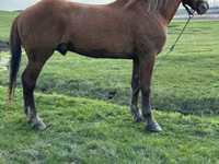 Cavalo, Cavalos — foto 2