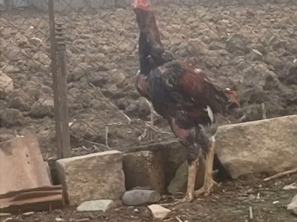Chickens