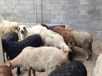 Brebis, Moutons — photo 8