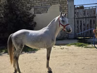 Caballo, Karabakh horse — foto 3
