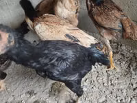 Chickens — foto 3
