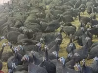 Guinea fowl — zdjęcie 5