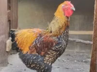 वायंडॉट — फ़ोटो 3