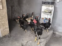 Chickens — புகைப்படம் 2