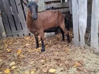 बकरी, Alpine goat — फ़ोटो 8