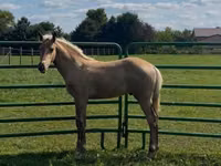 Aygır, Rocky Mountain Horse — foto 8