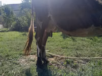 Krava, Simmental cattle — foto 5