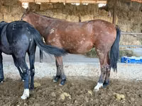 घोड़ा, Horse breed — फ़ोटो 2