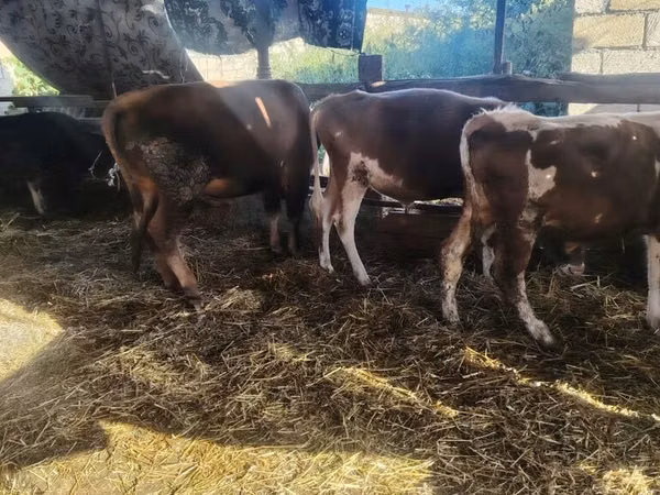 Krava, Simmental cattle