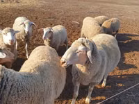 Schaf, Merino sheep — Foto 2