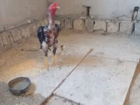Chickens — Foto 2