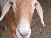 Bélier, Moutons — photo 3