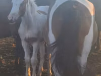 Atlar (parti, cinsiyet belirtilmedi), Horse breed — foto 3