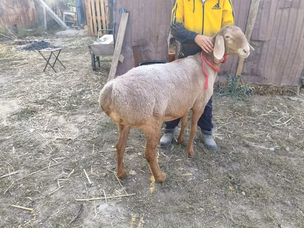ცხვარი, Arashan sheep