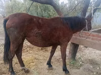 母马, Kyrgyz Horse — 照片 2