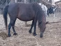 母马, Horses — 照片 3