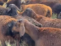Ram, Hissar sheep — photo 3