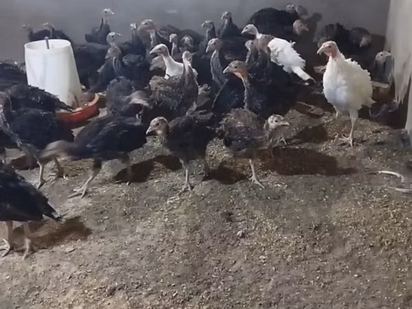 Turkeys