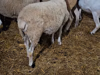 Qoç, Dorper sheep — foto 5